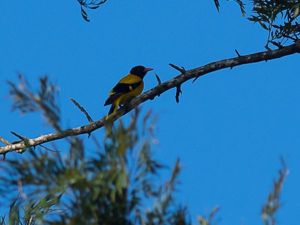 <h3><a href="/trips/srilanka/biota/animalia/chordata/aves/040 passeriformes/050 oriolidae/oriolus xanthornus/oriolus xanthornus-nl.html">Oriolus&nbsp;xanthornus</a> / Black‑hooded&nbsp;oriole / Zwartkopwielewaal</h3>NIKON D500 met AF-S Nikkor 300mm f/2.8G IF-ED VR II, 1/4000 sec  bij F4.0, ISO 400, afstand 44.6&nbsp;m
